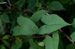 Hedge false bindweed